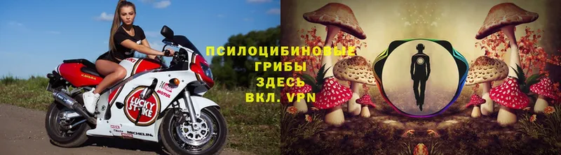 Псилоцибиновые грибы Psilocybe  Крым 